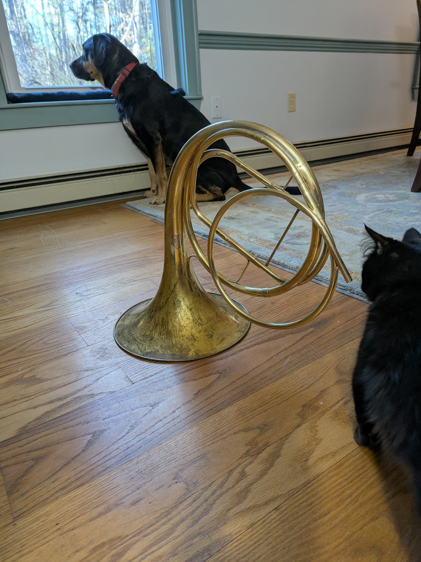 Fixed bell natural horn from vintage bell (Kristy Rispens)