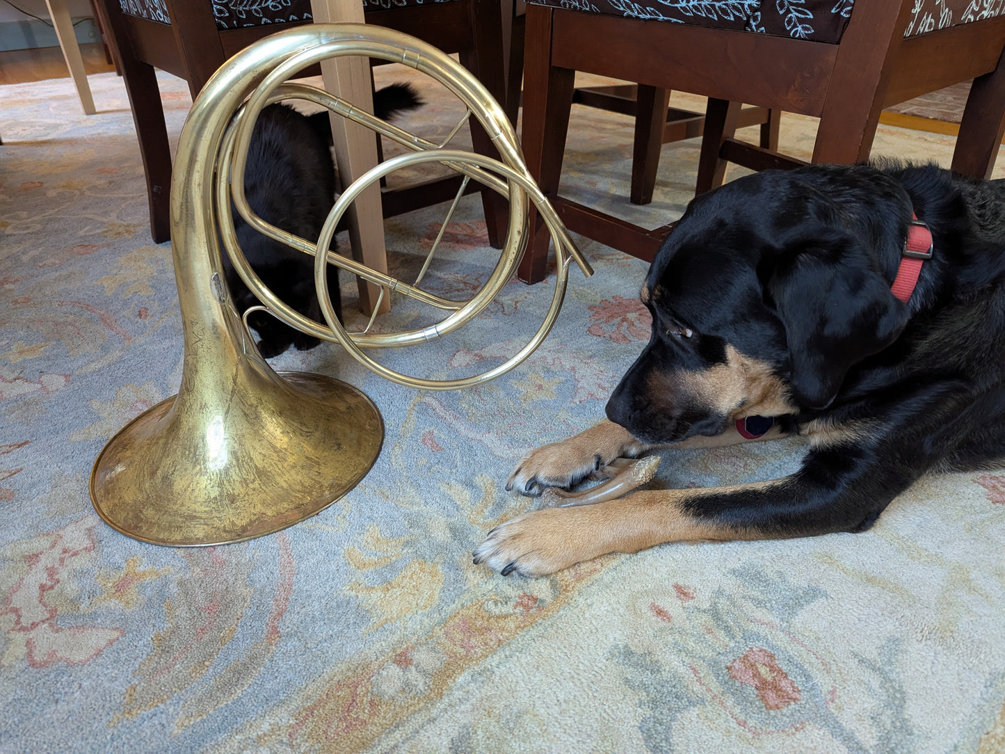 Fixed bell natural horn from vintage bell (Kristy Rispens)