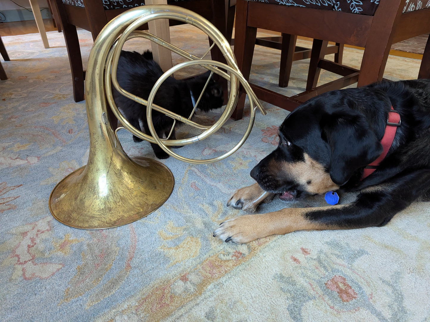 Fixed bell natural horn from vintage bell (Kristy Rispens)