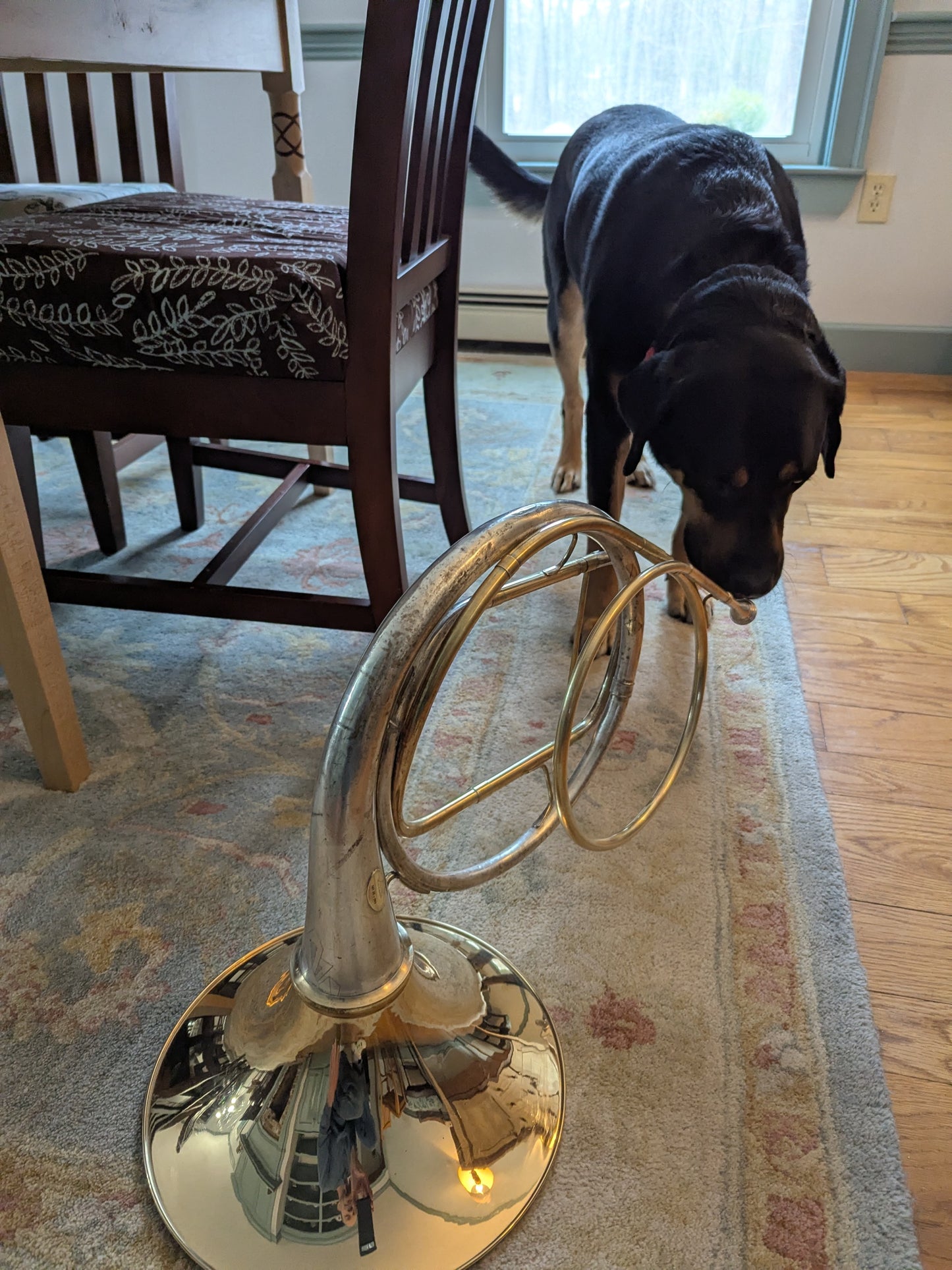 Cut bell natural horn from Cleveland Musical Instrument Company bell