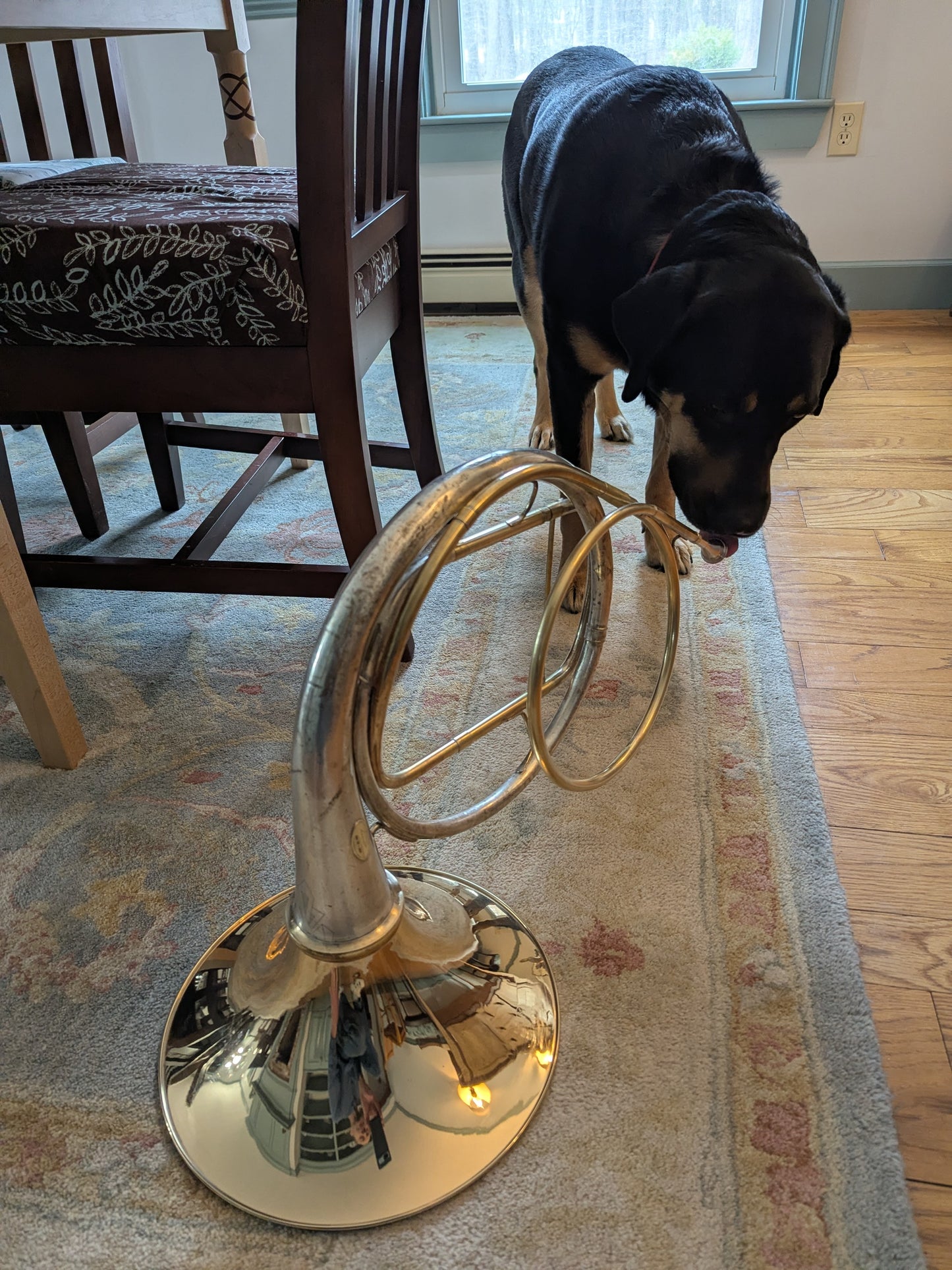 Cut bell natural horn from Cleveland Musical Instrument Company bell