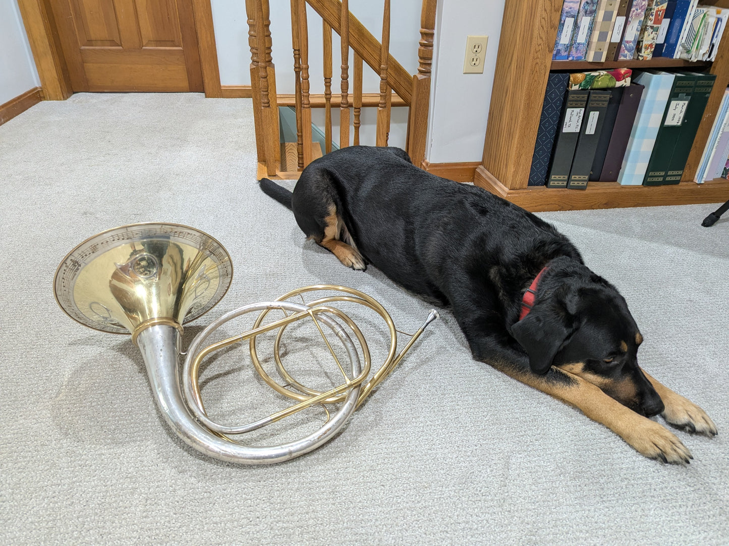 Cut bell natural horn from Cleveland Musical Instrument Company bell